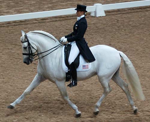 Horse in extended trot