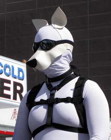 A white pup, one of the leaders of the human animal procession at Folsom 2012