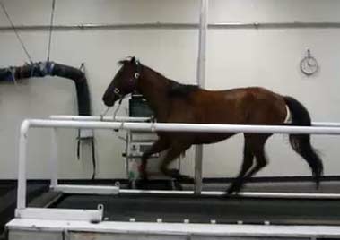 Horse cantering on a treadmill