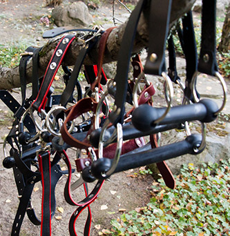 Several of my bit gags, bit gag trainers and head harnesses hanging from a tree to dry.