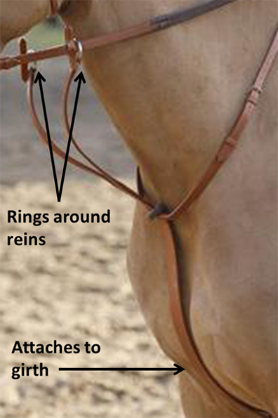 Bio-equine wearing a running martingale with labels