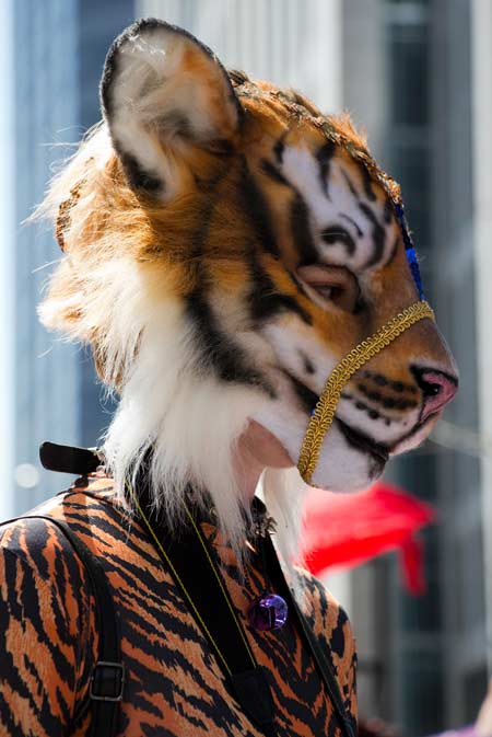 A tiger preparing for the Pride parade