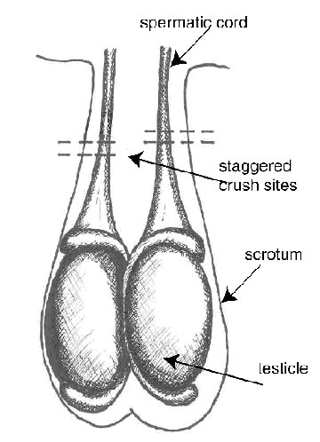 Diagram showing where to apply the Burdizzo castration forceps
