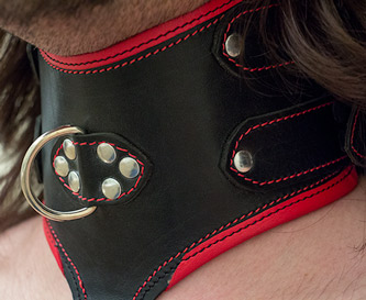 Posture collar from csara. This collar came with my pony harness