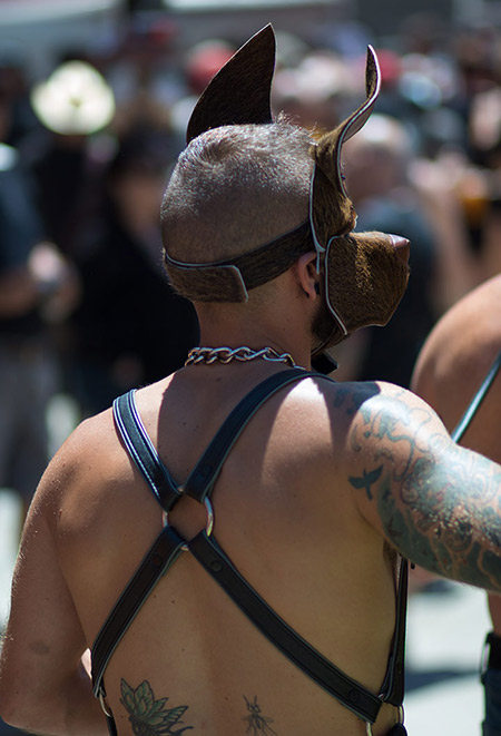 A puppy with leather mask as seen from behind at the 2014 Dore Alley Festival.