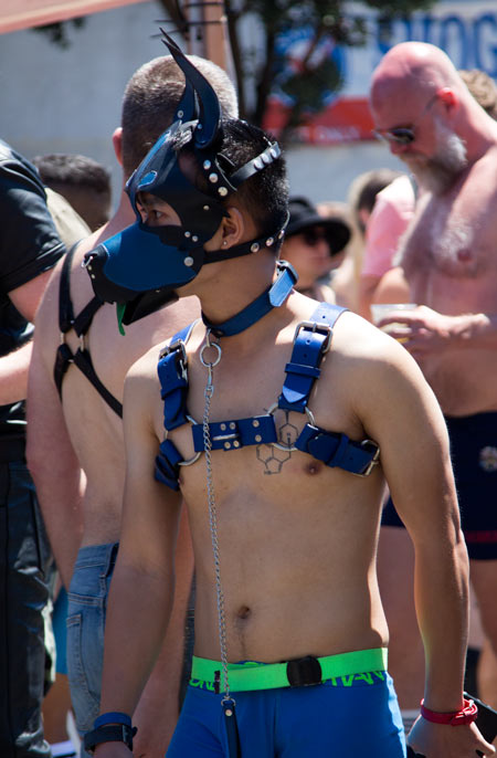 A puppy wearing a blue harness at Dore 2017