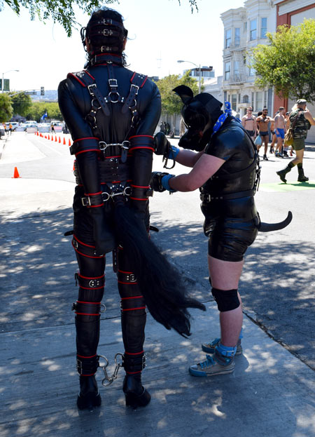 Me bound and harnessed and in hoof boots and hobbles with Donut Pupper