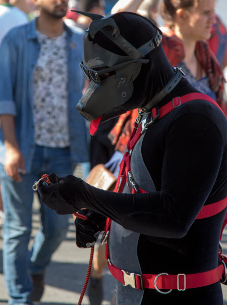 A puppy in a red harness at Dore 2017