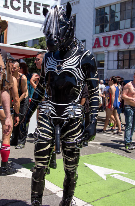 Front of the zebra wearing a horse sheath at Dore 2017