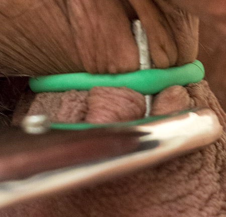 Close up of the elastrator band being closed at the top of my balls. The prongs at the top of the pliers dig into my scrotum as the band is closed.
