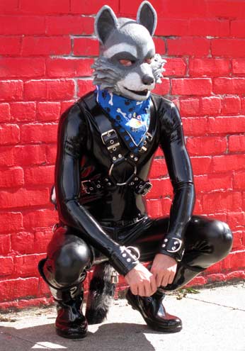 A puppy waiting for the calvacade to begin