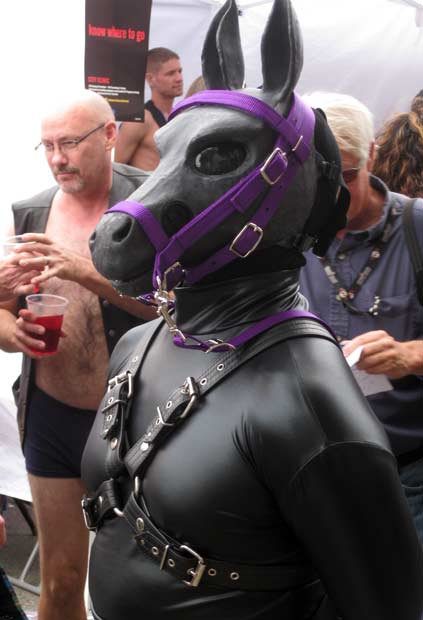 A pony with a purple halter and matching polos (the polos are not visible in this photo).