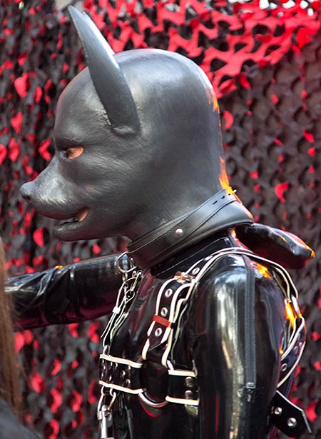 Puppy in harness at Folsom Europe 2016