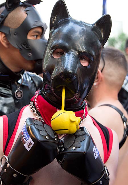 Puppy with a toy at Folsom Europe 2016