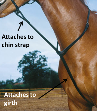 Bio-equine wearing a standing martingale with labels